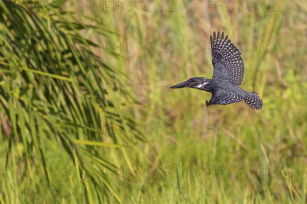 Giant Kingfisher, (Megaceryle maxima), Kingfisher