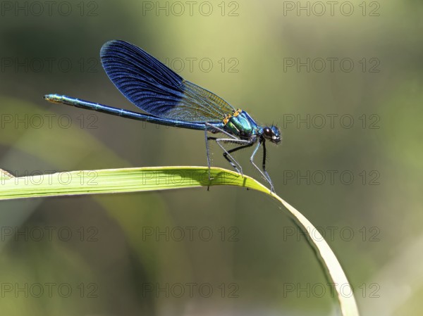 Blue-winged damselfly, dragonfly, damselfly, common damselfly, insect, insect, (Calopteryx virgo), Lesvos, Greece, Europe