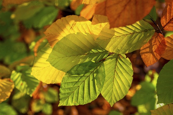 Autumn coloured leaves against the light, autumn forest, Bielefeld-Sennestadt, North Rhine-Westphalia, Germany, Europe
