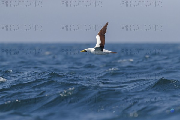Masked booby, (Sula dactylatra), flies over the sea, flight photo, animals, birds, family of boobies, Off Mirbat, Salalah, Dhofar, Oman, Asia