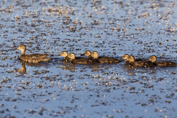 Mother Duck and Babies in a row Canada