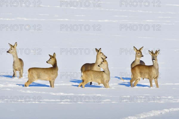 Many Roe deer run over a meadow in winter. Roe deer on the run in winter