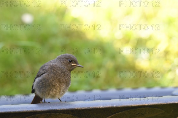 Young black redstart in the evening light, Phoenicurus ochruros, Young Black Redstart