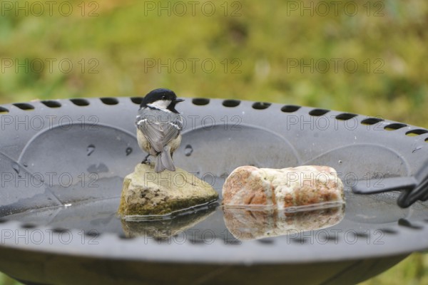 Coal Tit, in the bird bath. Coal Tit, when feeding