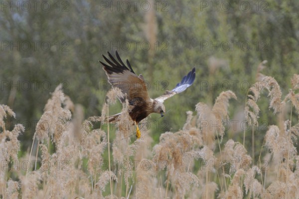 Marsh harrier carrying nesting materials, marsh harrier with nesting material