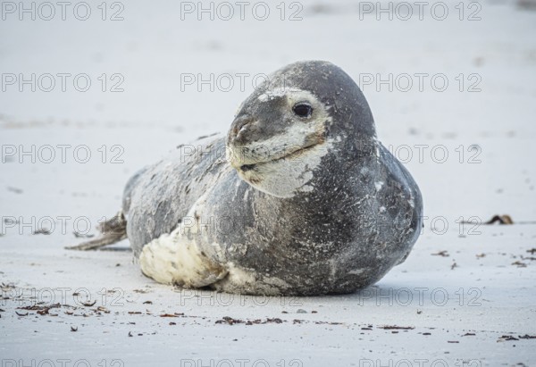 Leopard seal (Hydrurga leptonyx) resting on a beach, Volunteer Point, Falkland Islands, Great Britain, South Atlantic, South America