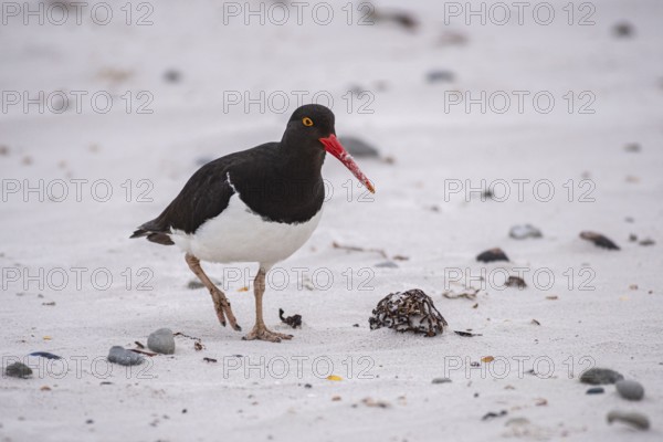 Magellanic Oystercatcher (Haematopus leucopodus), Volunteer Point, Falkland Islands Great Britain, South Atlantic