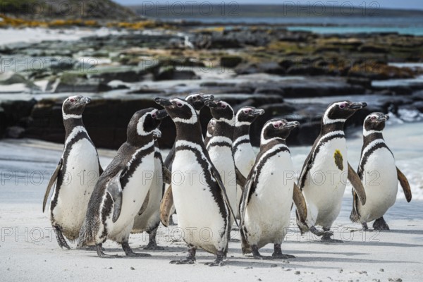 Magellanic penguins (Sphreniscus magellanicus), group on a beach, Bleaker Island, Falkland Islands, Great Britain, South Atlantic, South America