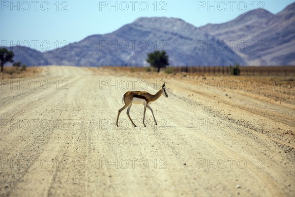 Dirt road in the African steppe. Impala antelopes cross the road. The concept of exotic tourism. Travel to Namibia