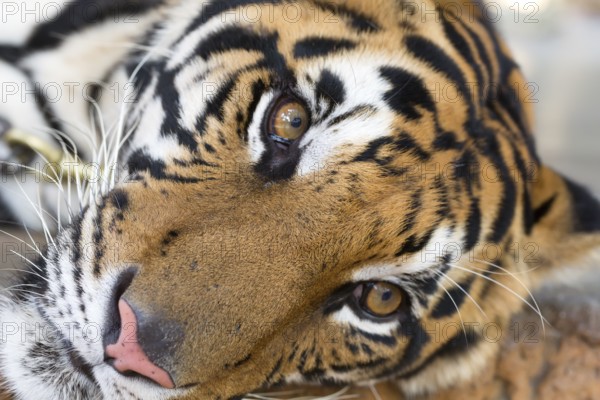 Adult tiger face close up
