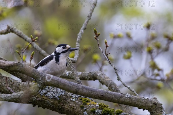 Feeding birds