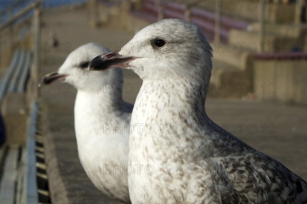 Close up of two juvenile herring gulls sitting on the steps in the promenade area of blackpool