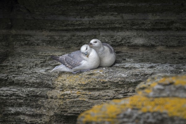 Fulmars, social behaviour, Fulmarus glacialis, Westray, Orkney Islands, Scotland, Great Britain