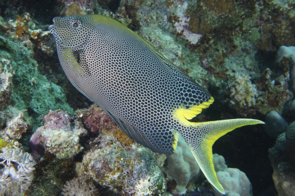 Spotted rabbitfish (Siganus stellatus laqueus)