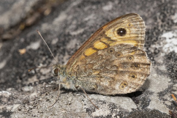 Wall fox (Lasiommata megera)