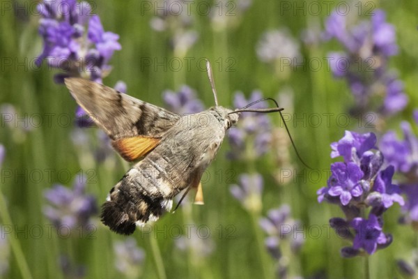 Pigeon tail (Macroglossum stellatarum)