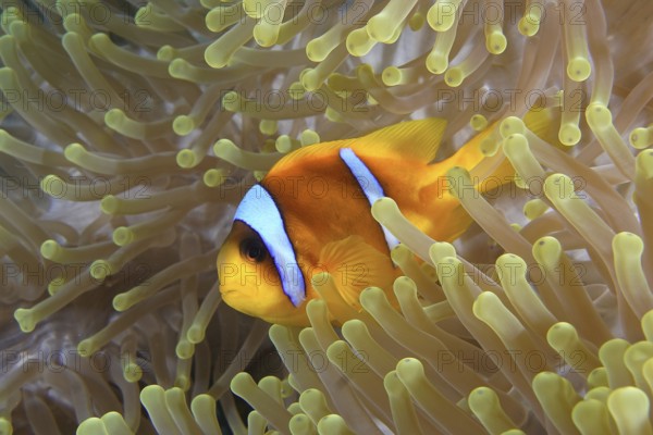 Red sea anemonefish (Amphiprion bicinctus)