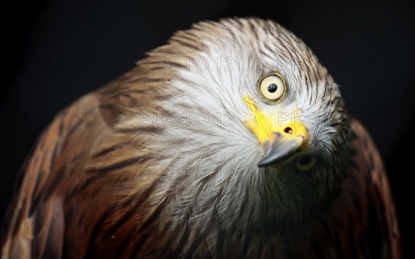 Red kite (Milvus milvus)