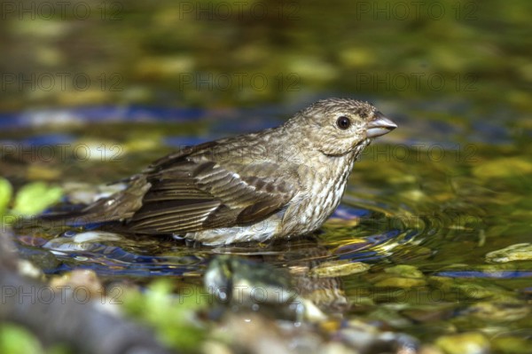 Carmine Finch - grey male bathing (Carpodacus erythrinus)