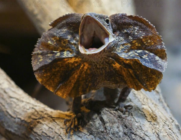 Collar lizard with upturned collar (Chlamydosaurus kingii)
