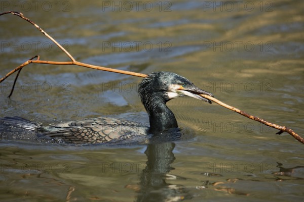 Cormorant (Phalacrocorax carbo)