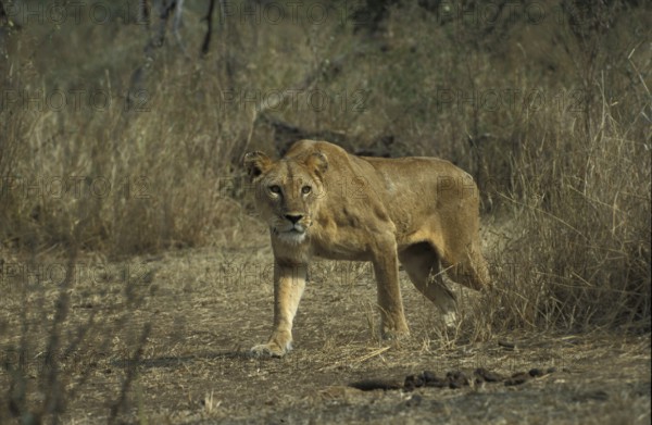 Lion (Panthera leo)