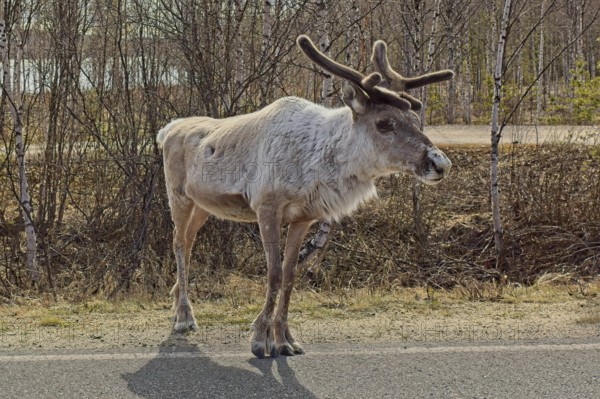 Reindeer or caribou (rangifer tarandus) on the side of asphalt road in spring, Lapland, Finland, Europe