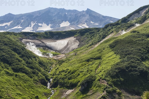 Flora of Kamchatka. Forests and fields. Nature of Kamchatka. Landscapes and magnificent views of the Kamchatka Peninsula