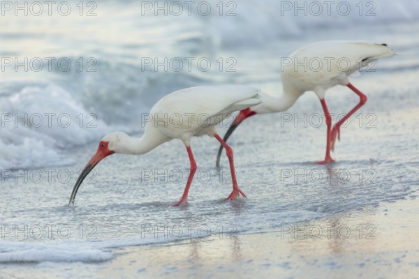 American White Ibis (Eudocims Albus) feed in the early morning surf along Lido Beach on the Gulf of Mexcio in Lido Key, Sarasota, Florida, USA, North America