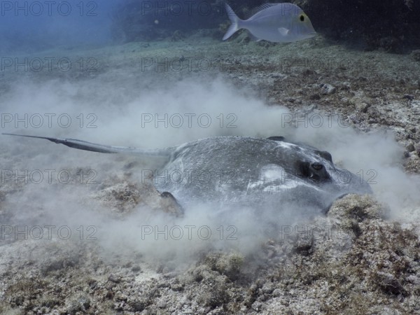 Southern Stingray (Hypanus americanus)