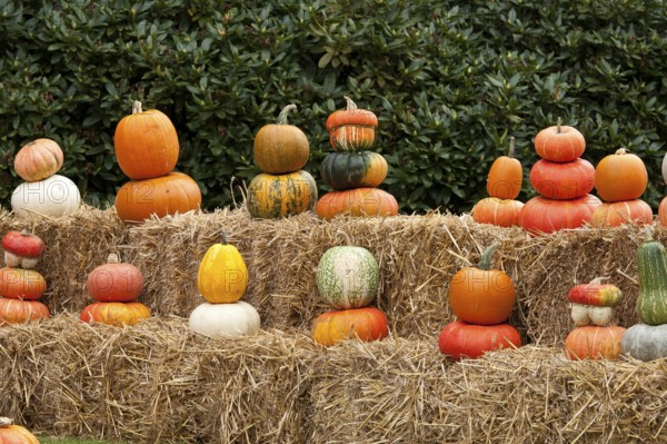 Several pumpkins in bright autumn colours, arranged on straw bales outdoors, borken, münsterland, germany