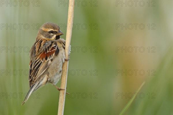 Moab Sparrow, (Passer moabiticus), animals, birds, songbird, sparrow family, sparrow, perch, Birecik Gravel Pits, Birecik, Sanliurfa, Turkey, Asia