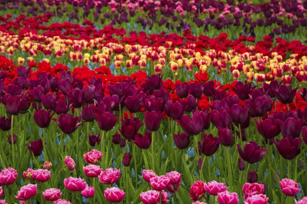Flower field of colourful tulips in spring. Colorful tulips in the Keukenhof garden, Netherlands. Fresh blooming tulips in the spring garden. Tulip Flower Field. Shallow focus. Beautiful tulips