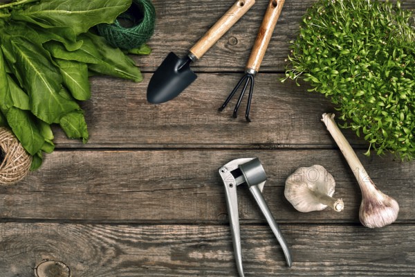 Gardening tools and greenery on wooden table. Spring in the garden. Top view. Still life. Flat lay. Copy space