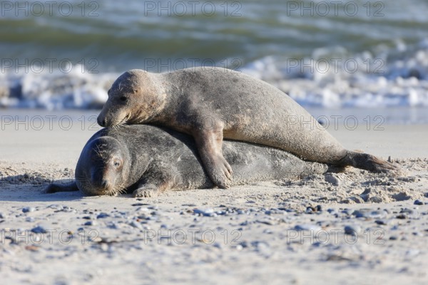 Grey seal (Halichoerus grypus), Heligoland, Schleswig-Holstein, Germany, Europe