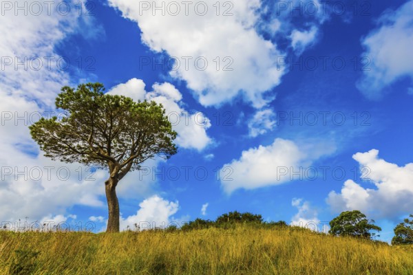 Huge cumulus clouds in the blue sky. Sunset. New Zealand, North Island. The concept of active and phototourism