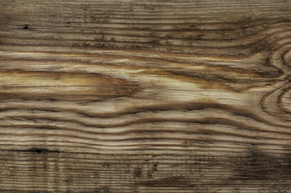 Wood texture of treated pine bright colour
