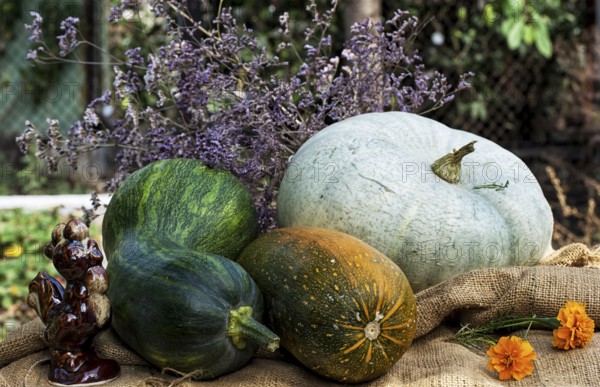 Pumpkins and other harvest seasonal vegetables