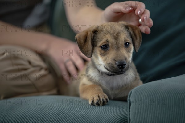 A cute little puppy is peacefully resting on a cozy couch, enjoying a gentle touch from a loving human hand
