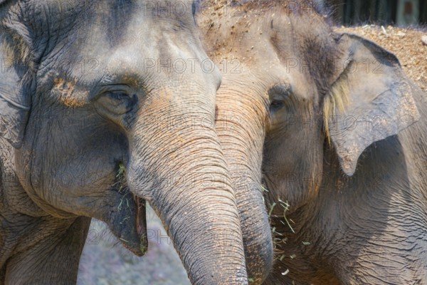 Elephant Singapore Zoo. Shooting Location: Singapore