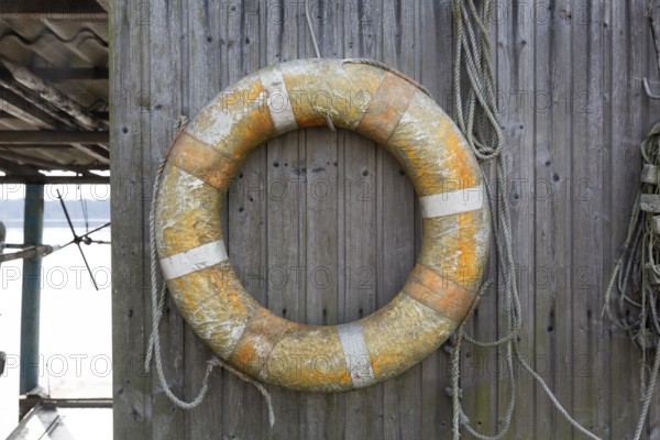 Old lifebuoy on a plank wall