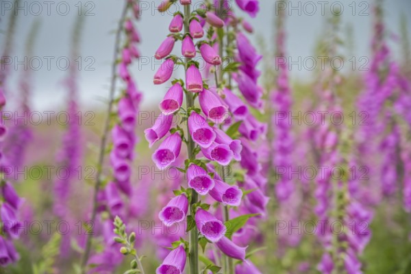 Common foxglove (Digitalis purpurea) in a forest clearing near Heiligenborn, Rothaargebirge, Siegen-Wittgenstein district, North Rhine-Westphalia, Germany, Europe