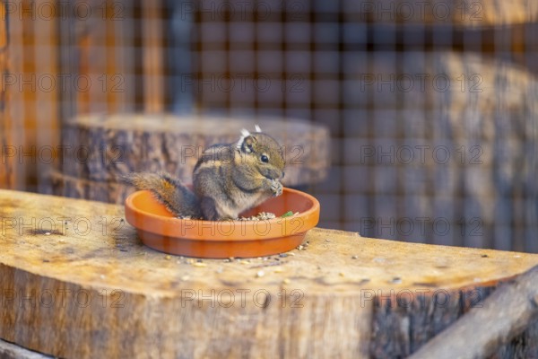 Dresden Zoo, Dresden, Saxony, Germany, Europe