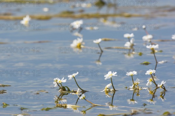 Common frogbit in water