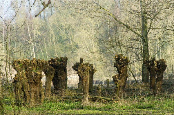 Nature with pollard willows in the Dutch Biesbosch