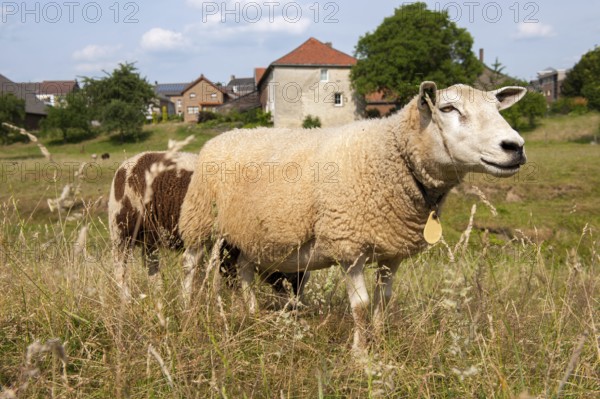 Sheep in front of village Wijlre in Dutch province Limburg