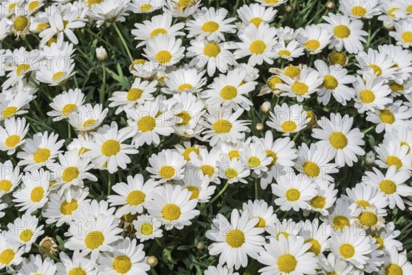 Daisies in full bloom