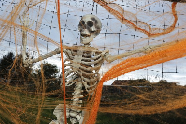 Skeleton
