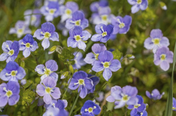 Speedwell (Veronica), meadow, blue, spring bloomer