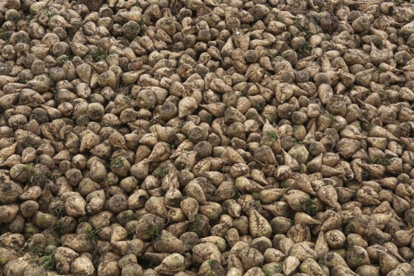 Sugar beet